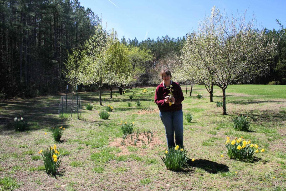 Easy Methodology for Propagating Peach Bushes from Softwood Cuttings