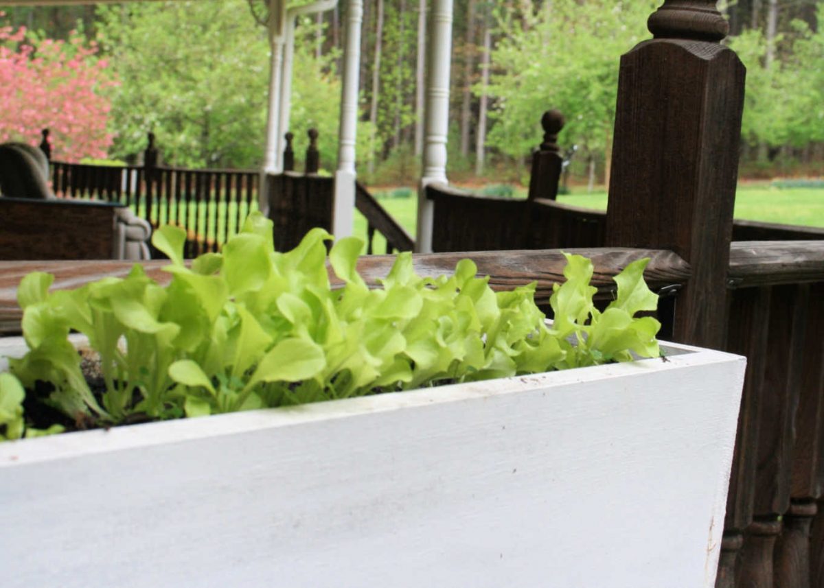 Simple Suggestions for Rising Lettuce in Containers