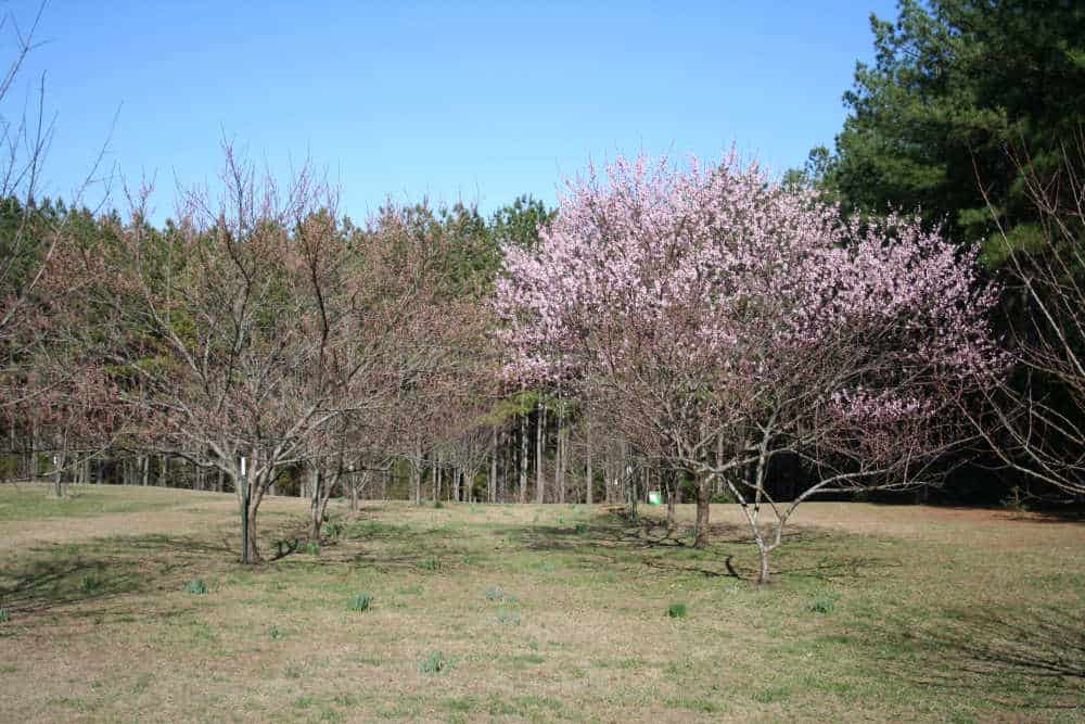 How you can Plant a Peach Tree