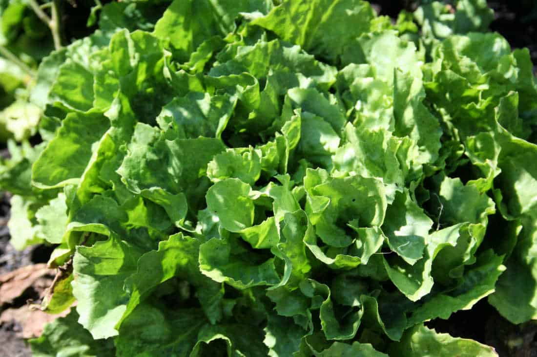 Simple Tricks to Develop and Take pleasure in Escarole