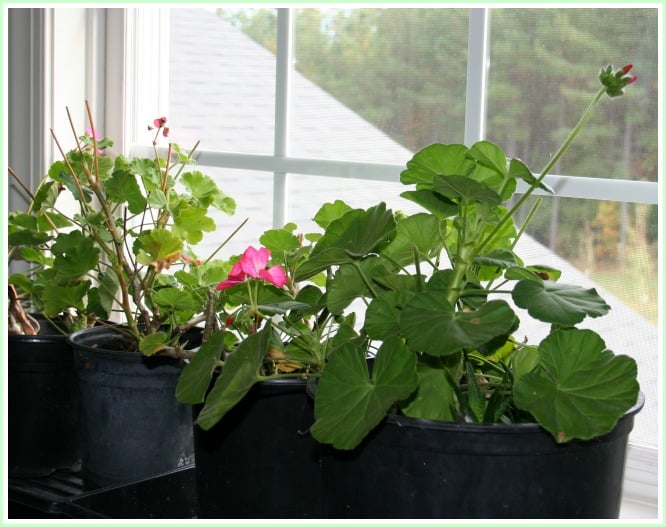 Winter Geranium Care – Residence Backyard Pleasure